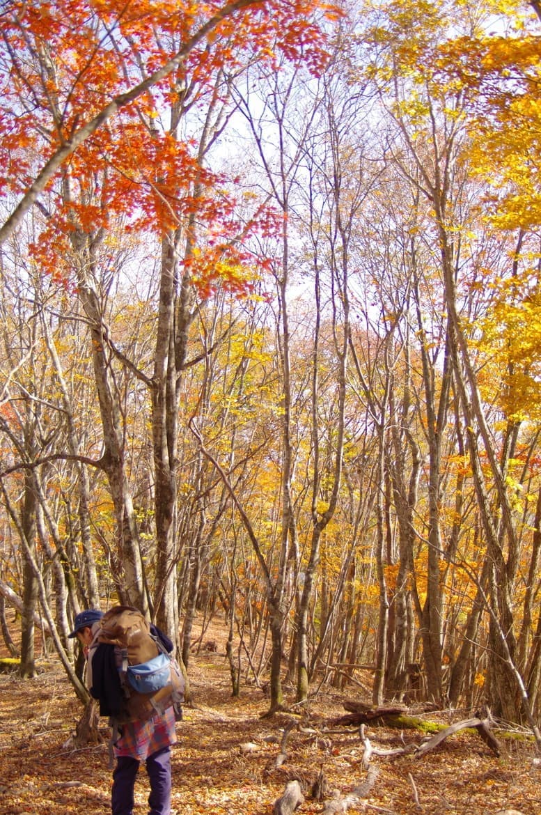 タワ尾根登山